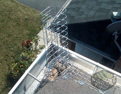 squirrel one way door.jpg