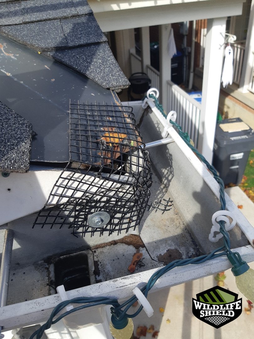 mississauga chimney screening after 07