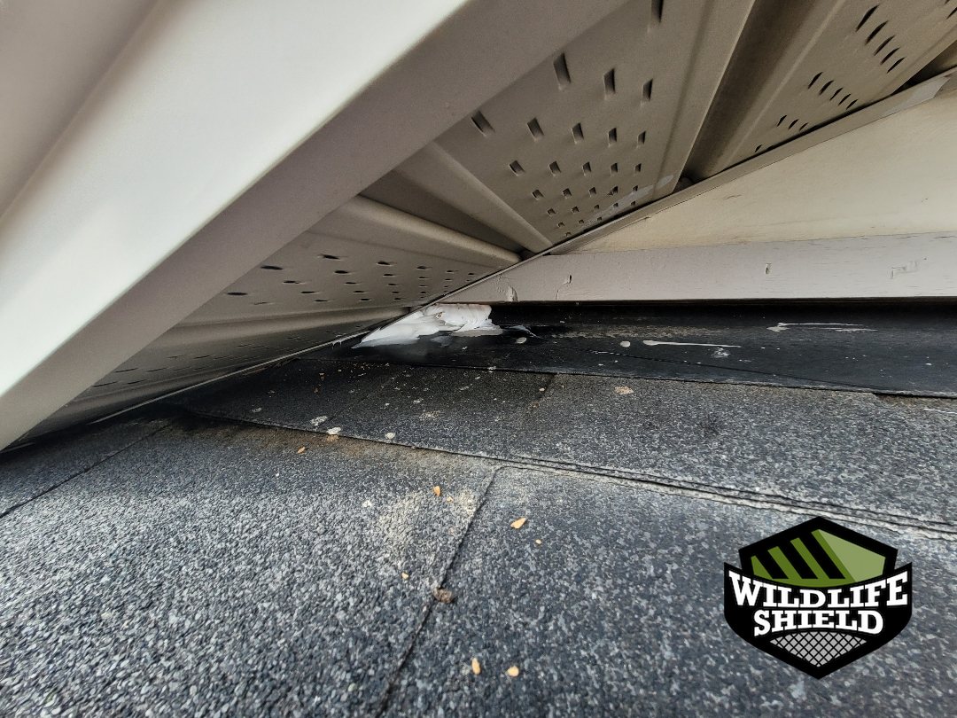 mississauga eave sealant repair 03