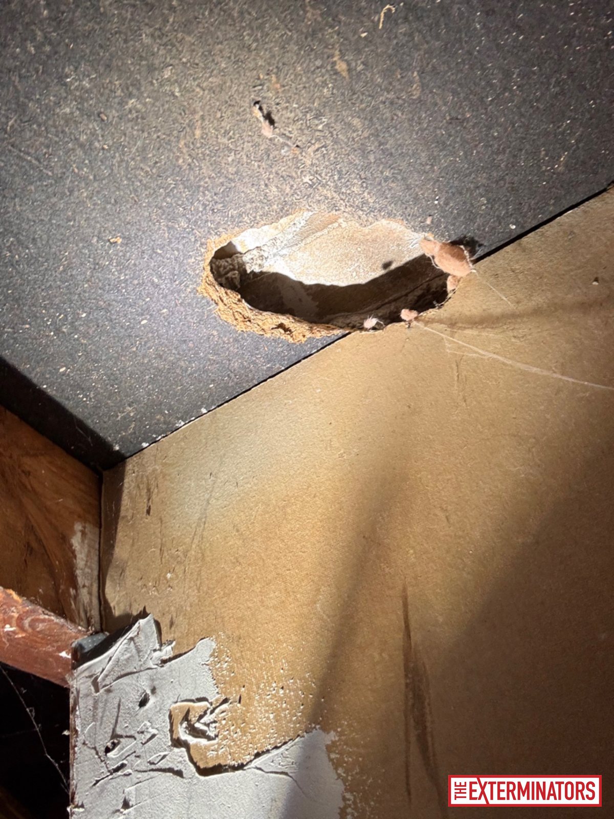 mississauga interior chew marks inspection 03