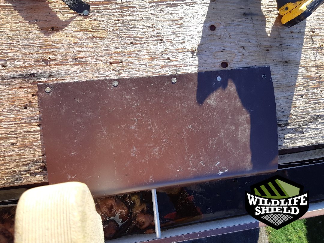 mississauga roof exclusion ,mesh after 09