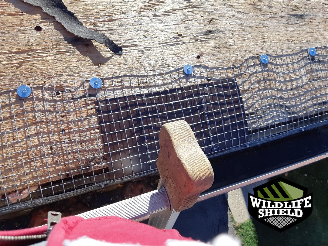 mississauga roof exclusion ,mesh after 10