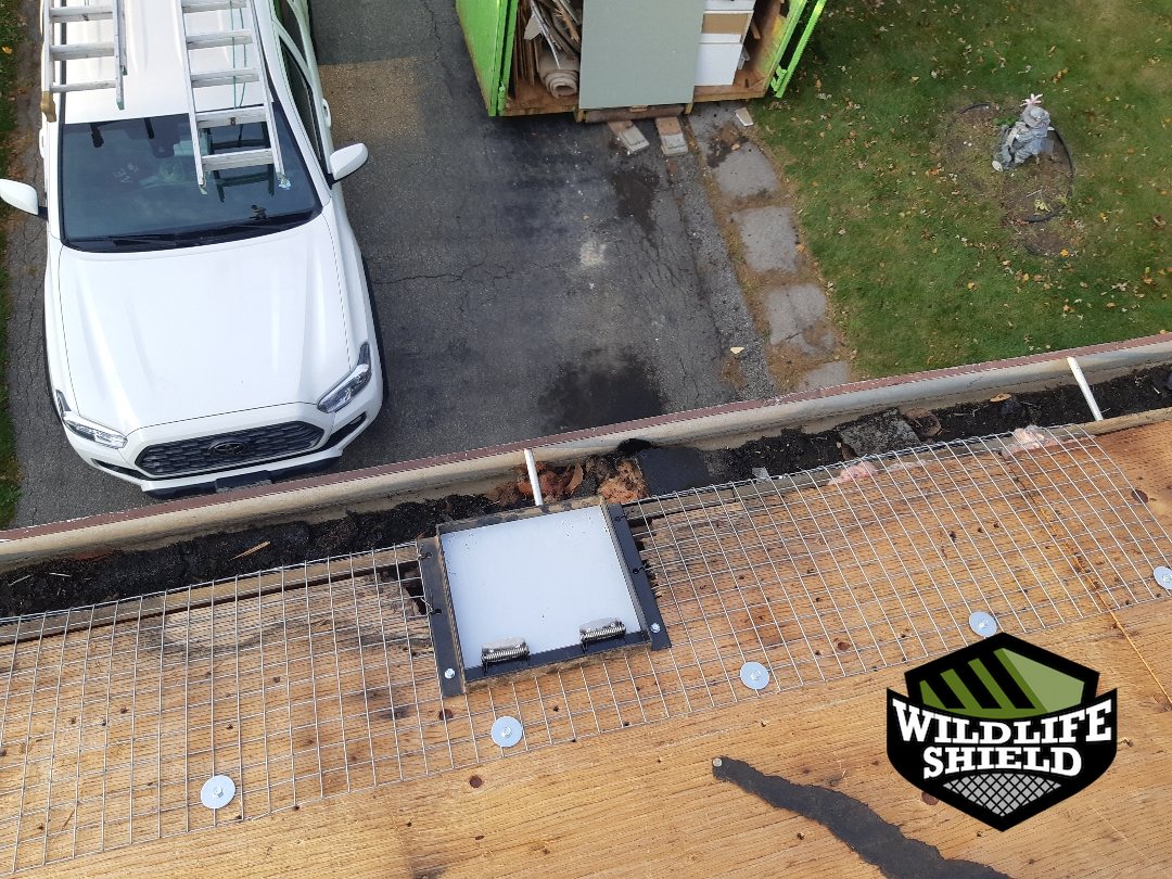 mississauga roof exclusion ,mesh install 05