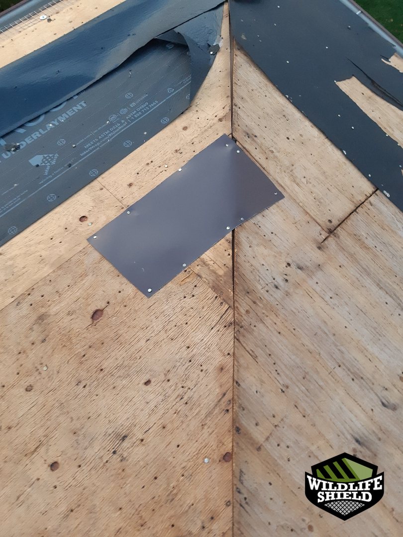 mississauga roof exclusion ,mesh install 06