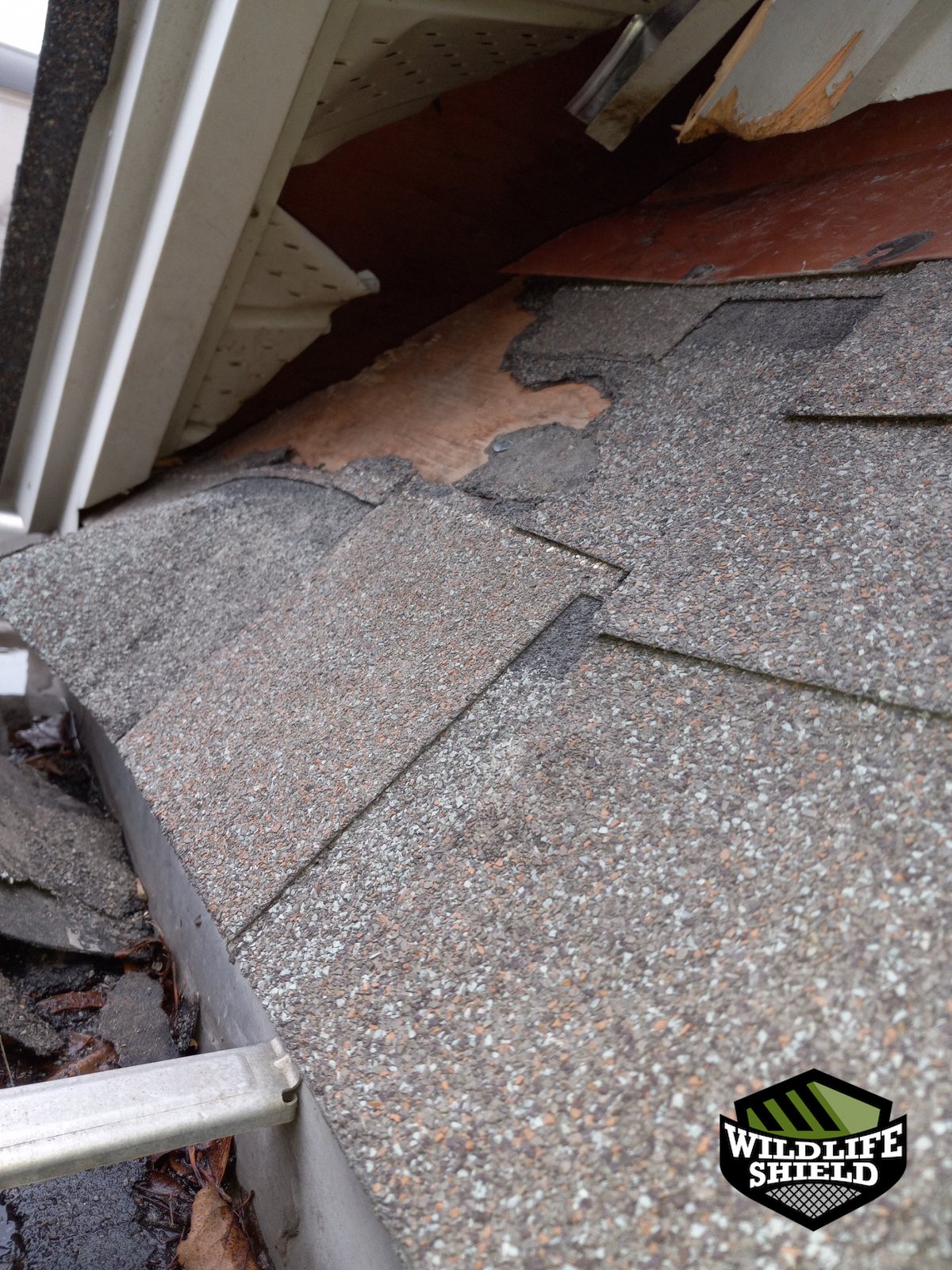 mississauga roof gap opening before 01