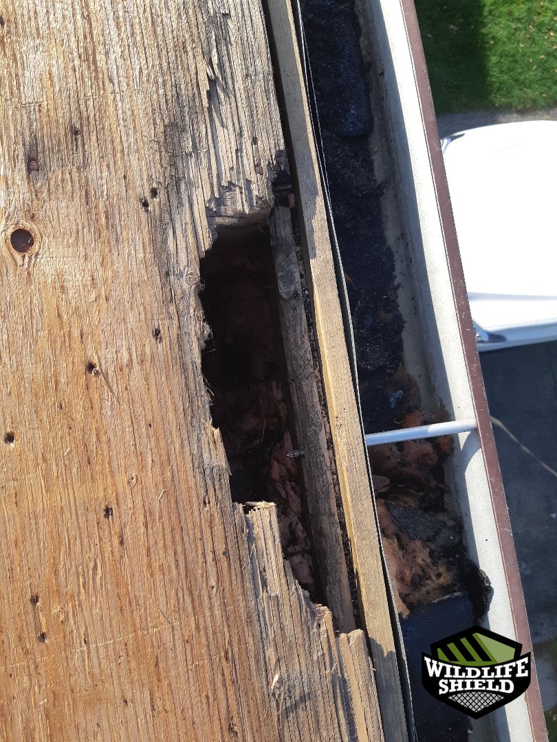 mississauga roof gap opening before 01