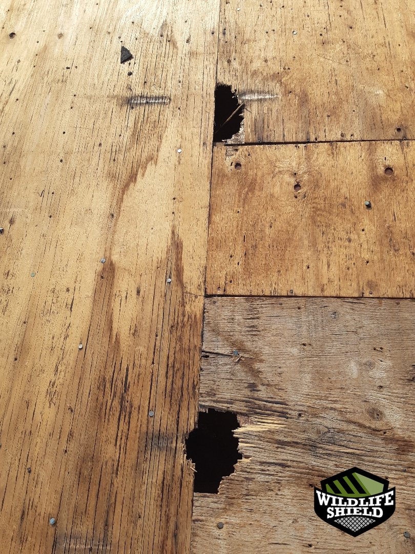 mississauga roof gap opening before 02