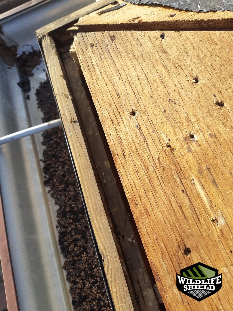 mississauga roof gap opening before 03